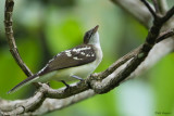 Spotted Greenbul