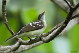 Spotted Greenbul