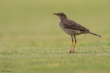 Long-legged Pipit