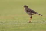 Long-legged Pipit