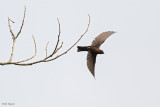 Forest Swallow