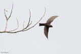Forest Swallow
