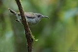 Oilve Sunbird