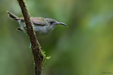 Oilve Sunbird