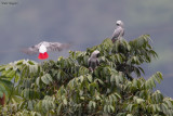 African Grey Parrot