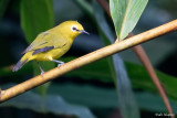 African Yellow White-eye