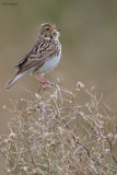 Bairds Sparrow