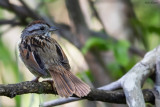 Swamp Sparrow