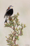 Chestnut-collared Longspur