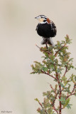 Chestnut-collared Longspur