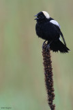 Bobolink