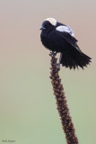 Bobolink