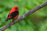 Scarlet Tanager 