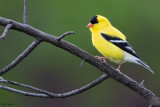 American Goldfinch