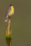 Kirtland's Warbler