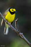 Hooded Warbler