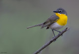 Yellow-breasted Chat