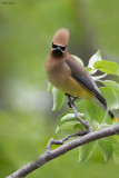 Cedar Waxwing