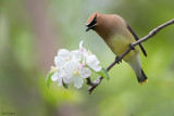 Cedar Waxwing