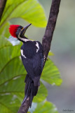 Lineated Woodpecker 