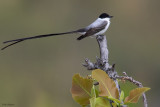 Fork-tailed Flycatcher (Tyrant Flycatchers)