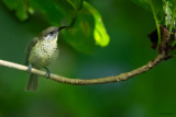 Scaly-breasted Honeyeater