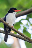 White-rumped Kingfisher 
