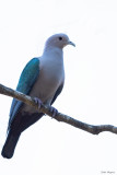 Green Imperial-pigeon