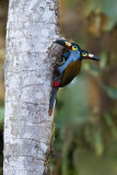 Plate-Billed Mountain-Toucan