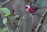 Pink-headed Warbler