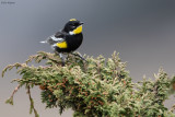 Goldman's Warbler