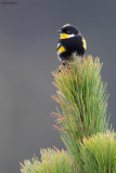 Goldman's Warbler