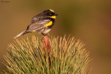 Goldman's Warbler