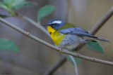 Crescent-chested Warbler