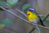 Crescent-chested Warbler