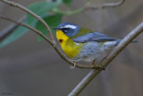 Crescent-chested Warbler