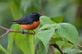 Slate-throated Whitestart