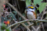 Chestnut-sided Shrike-vireo