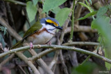 Chestnut-sided Shrike-vireo