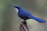 Blue-and-white Mockingbird