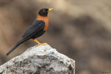 Rufous-collared Thrush
