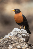 Rufous-collared Thrush