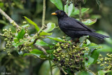 Black Thrush