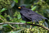 Black Thrush