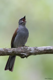 Brown-backed Solitaire