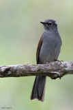 Brown-backed Solitaire 