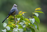 Grey Silky-flycatcher