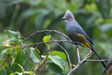 Grey Silky-flycatcher 