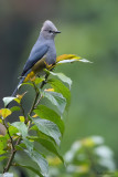 Grey Silky-flycatcher