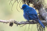 Unicolored Jay